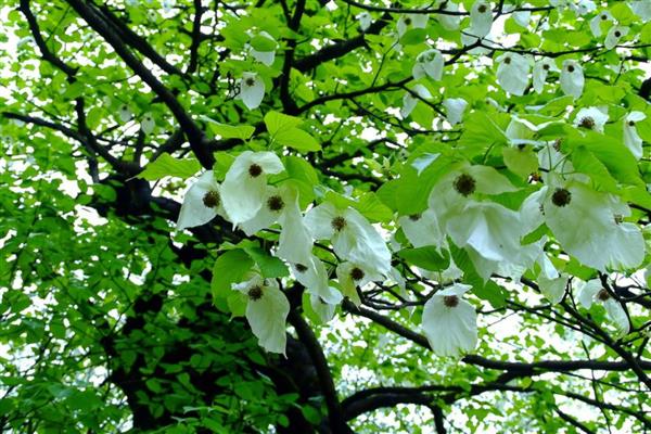 春天哪些树木会开花,桃树、梨树等品种在春季进入花期