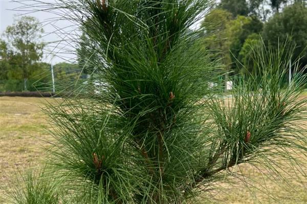 春天哪些树木会开花,桃树、梨树等品种在春季进入花期