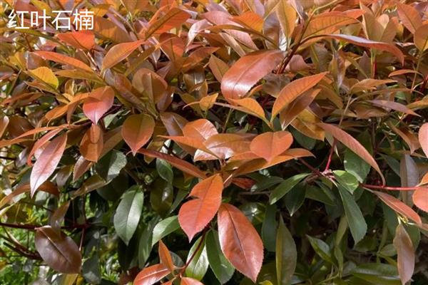 红叶石楠与石楠有什么区别，前者的花期是5-7月份、后者的花期是6-7月份