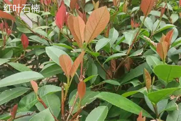 红叶石楠与石楠有什么区别，前者的花期是5-7月份、后者的花期是6-7月份
