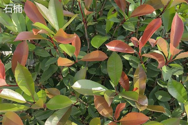 红叶石楠与石楠有什么区别，前者的花期是5-7月份、后者的花期是6-7月份