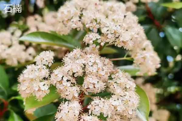 红叶石楠与石楠有什么区别，前者的花期是5-7月份、后者的花期是6-7月份