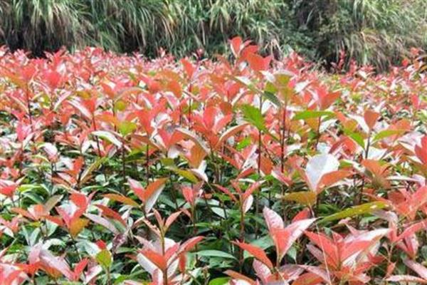 红叶石楠与石楠有什么区别，前者的花期是5-7月份、后者的花期是6-7月份