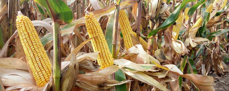 哪些玉米适合在吉林省种植，吉农大808、吉农大511等品种均可选择