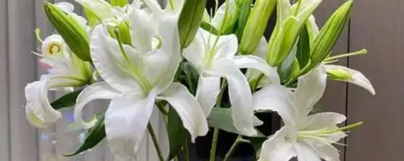 水养百合花要去掉花蕊的原因，可以保持花朵美观、延长花期