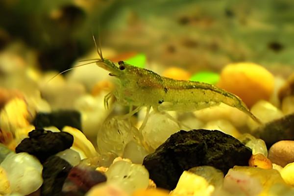 刺肢米虾好不好养,饲养难度并不大