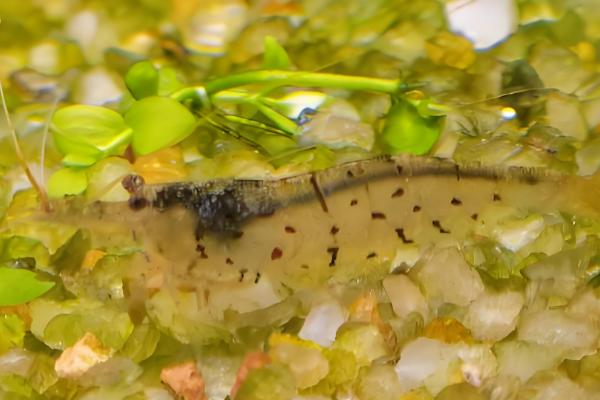 刺肢米虾好不好养,饲养难度并不大