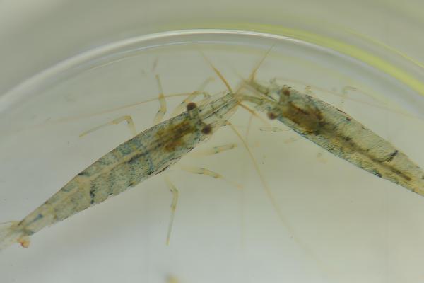 刺肢米虾好不好养,饲养难度并不大