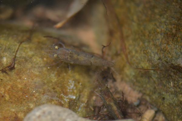 刺肢米虾好不好养,饲养难度并不大