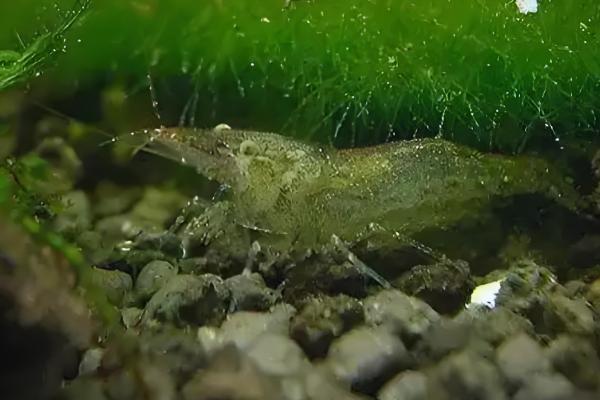 刺肢米虾好不好养,饲养难度并不大