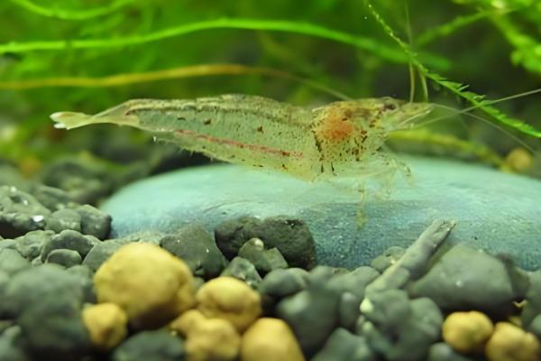 刺肢米虾好不好养,饲养难度并不大