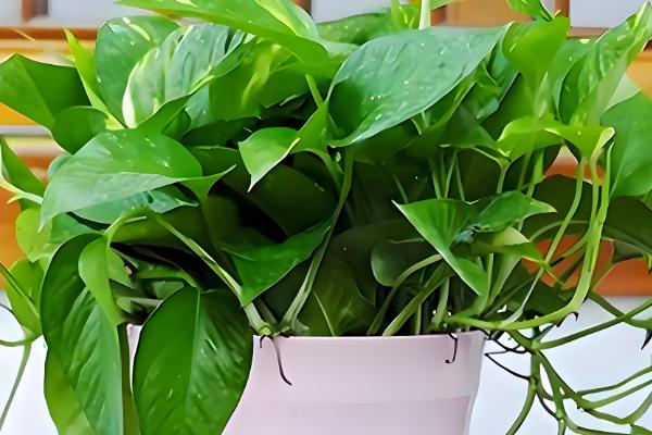 绿萝冻黑了特别蔫还可以救活吗,及时修剪并喷洒杀菌药剂便可救活