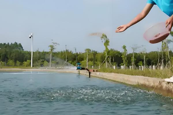1000斤鲫鱼一天喂多少饲料,要喂20-50斤饲料