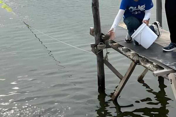 1000斤鲫鱼一天喂多少饲料,要喂20-50斤饲料