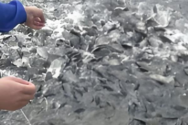 1000斤鲫鱼一天喂多少饲料,要喂20-50斤饲料