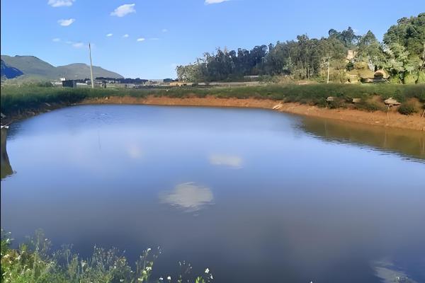 1000斤鲫鱼一天喂多少饲料,要喂20-50斤饲料