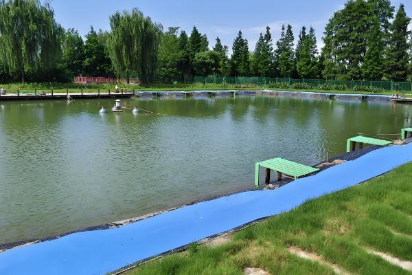 1000斤鲫鱼一天喂多少饲料,要喂20-50斤饲料