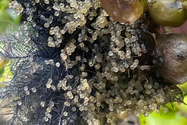 1000斤鲫鱼一天喂多少饲料,要喂20-50斤饲料