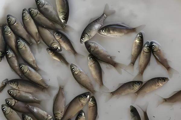 1000斤鲫鱼一天喂多少饲料,要喂20-50斤饲料