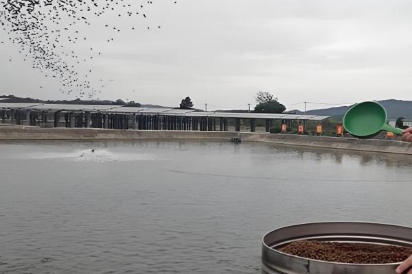 1000斤鲫鱼一天喂多少饲料,要喂20-50斤饲料