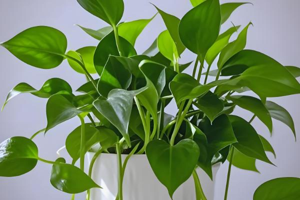 绿萝冻黑了特别蔫还可以救活吗,及时修剪并喷洒杀菌药剂便可救活