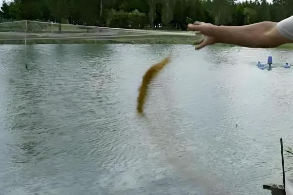 1000斤鲫鱼一天喂多少饲料,要喂20-50斤饲料