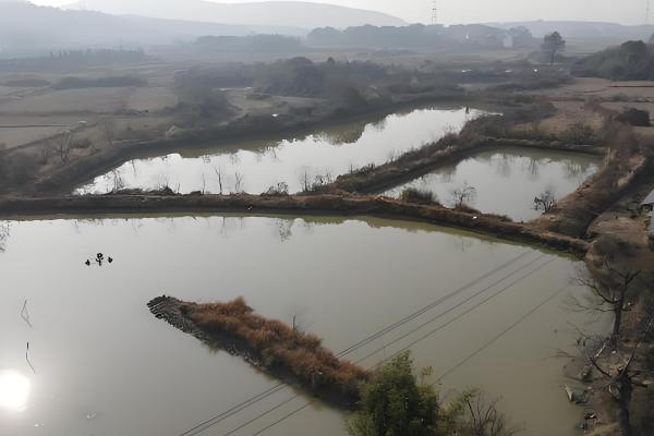 1000斤鲫鱼一天喂多少饲料,要喂20-50斤饲料