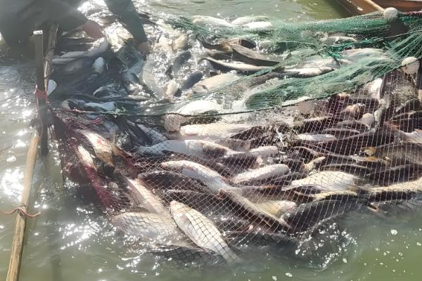 1000斤鲫鱼一天喂多少饲料,要喂20-50斤饲料