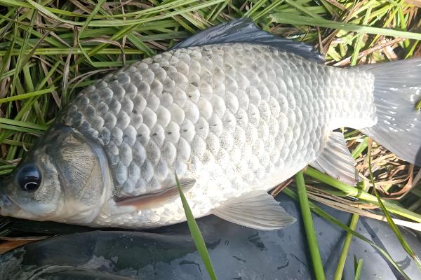 1000斤鲫鱼一天喂多少饲料,要喂20-50斤饲料