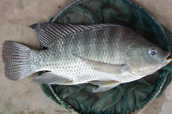 1000斤鲫鱼一天喂多少饲料,要喂20-50斤饲料