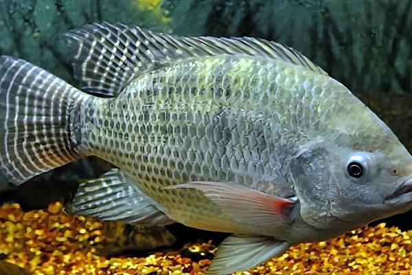 1000斤鲫鱼一天喂多少饲料,要喂20-50斤饲料