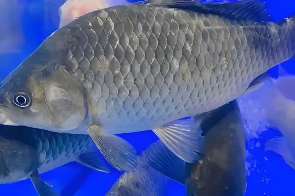 1000斤鲫鱼一天喂多少饲料,要喂20-50斤饲料