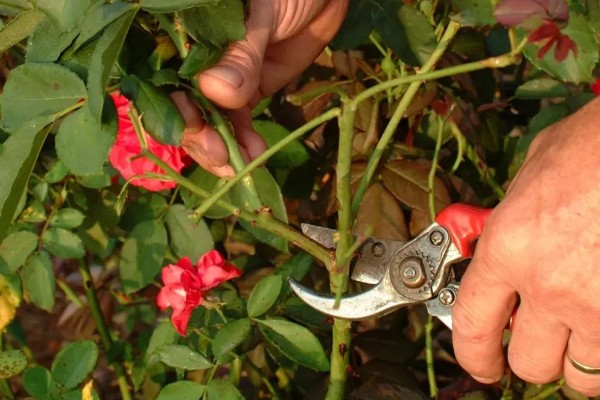 北方月季过冬的修剪时间,在11-12月份的时候进行