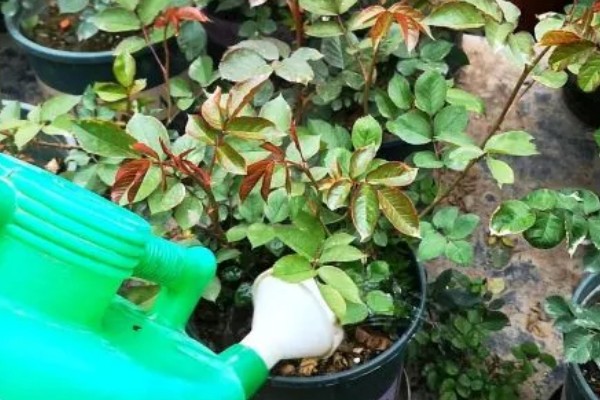 北方月季过冬的修剪时间,在11-12月份的时候进行