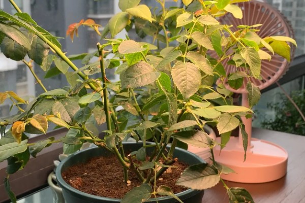 北方月季过冬的修剪时间,在11-12月份的时候进行