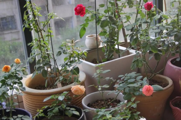 北方月季过冬的修剪时间,在11-12月份的时候进行