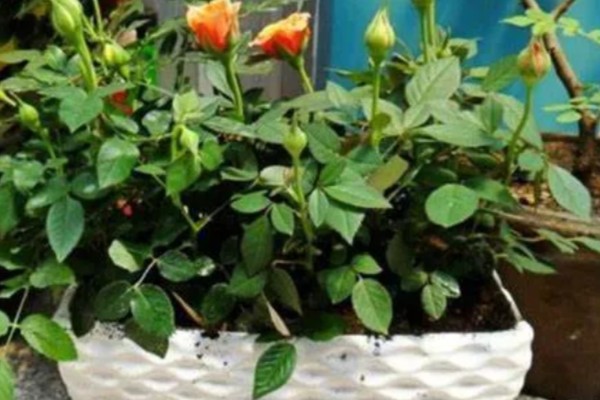 北方月季过冬的修剪时间,在11-12月份的时候进行