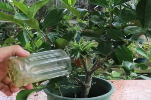 栀子花叶子不绿怎么办，可以给植物施氮肥