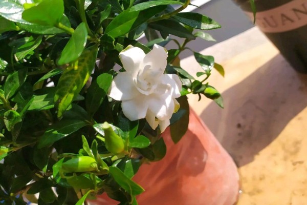 栀子花叶子不绿怎么办，可以给植物施氮肥