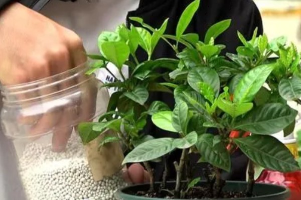栀子花叶子不绿怎么办，可以给植物施氮肥