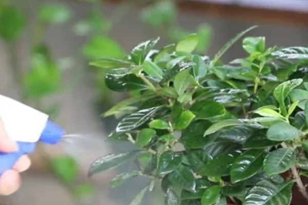 栀子花叶子不绿怎么办，可以给植物施氮肥