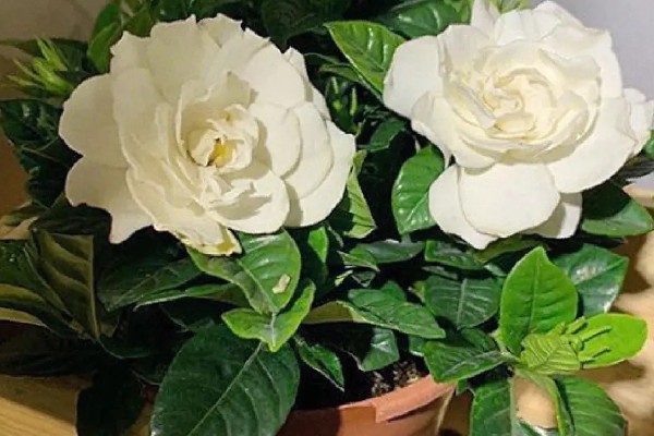 栀子花叶子不绿怎么办，可以给植物施氮肥