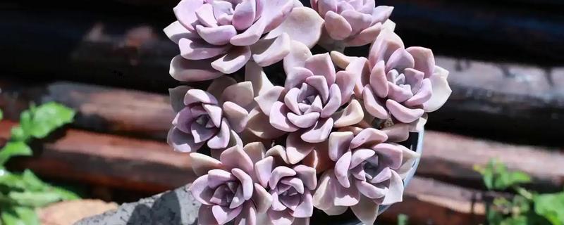 紫乐夏天会不会休眠，可能进入休眠或半休眠状态