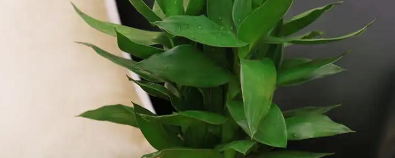 家养富贵竹摆在哪里，书房、厨房等地方都很合适