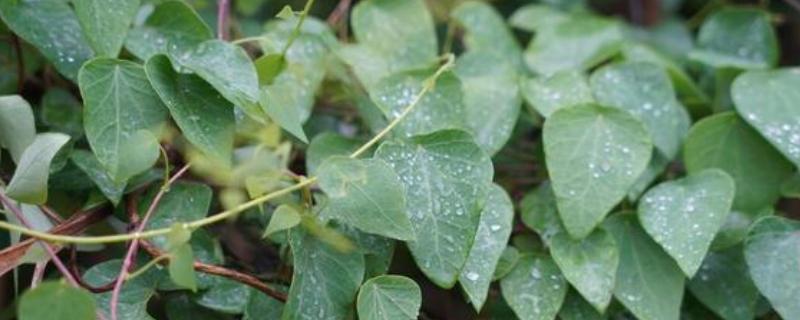 千金藤的价格，价格在45-70元一斤左右