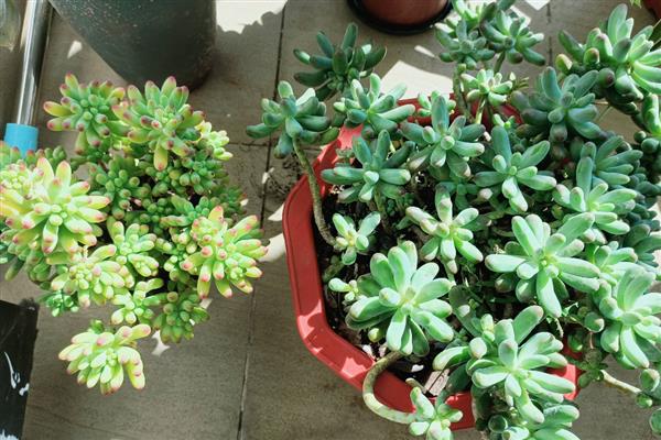 乙女心掉叶如何解决,遇到强光时要遮阴防晒