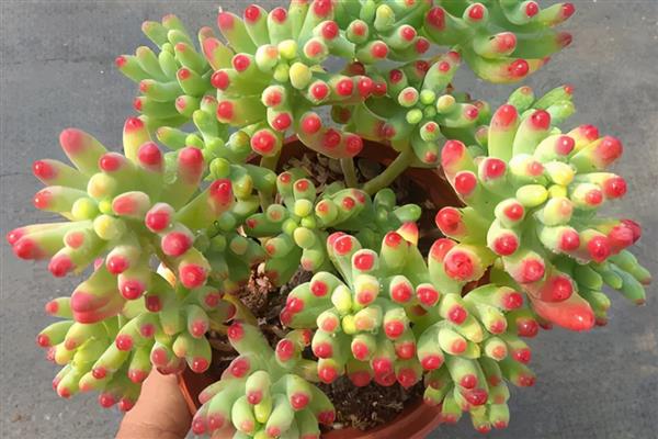 乙女心掉叶如何解决,遇到强光时要遮阴防晒