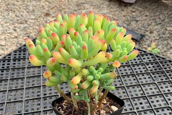 乙女心掉叶如何解决,遇到强光时要遮阴防晒