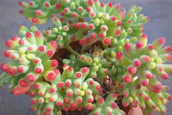 乙女心掉叶如何解决,遇到强光时要遮阴防晒