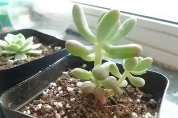 乙女心掉叶如何解决,遇到强光时要遮阴防晒